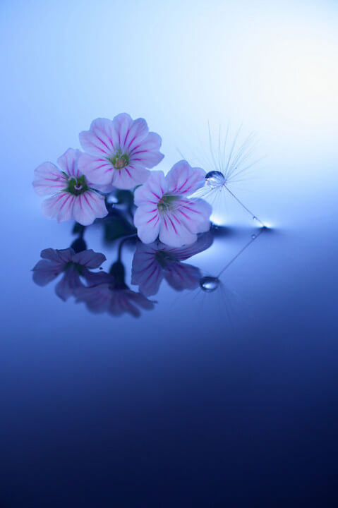 『愛しのカーペットカスミソウ』和さん