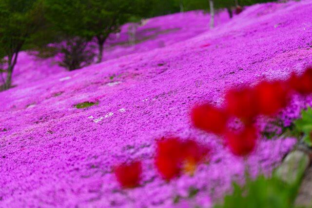 『幸せ色に包まれて　』Auraさん