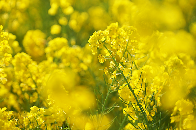 菜の花を色鮮やかに撮る
