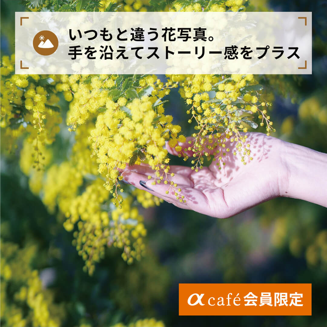 いつもと違う花写真。
手を沿えてストーリー感をプラス（限定)