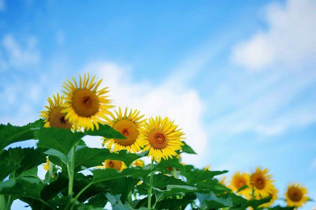 『夏の空とヒマワリ』Keiさん