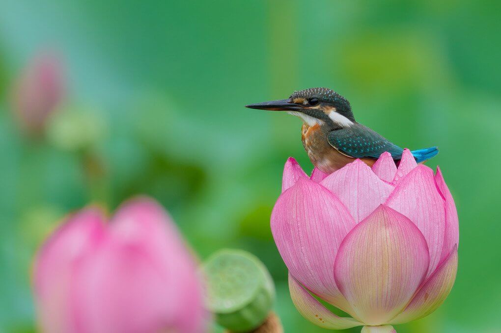 『カップイン!』ジョンくんさん