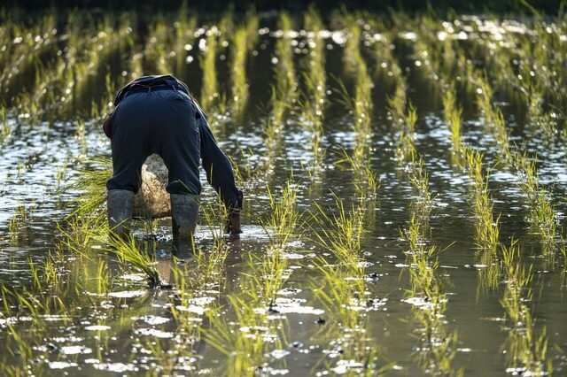 『8月の田植え』hinakasumi**さん
