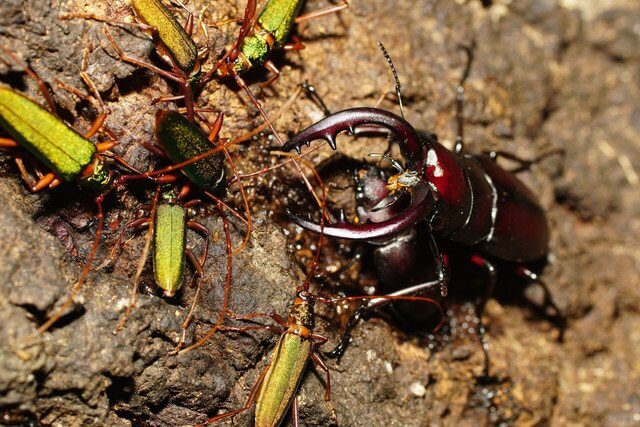 『ノコギリクワガタ大歯形のカップルPart13。』昆虫好きさん