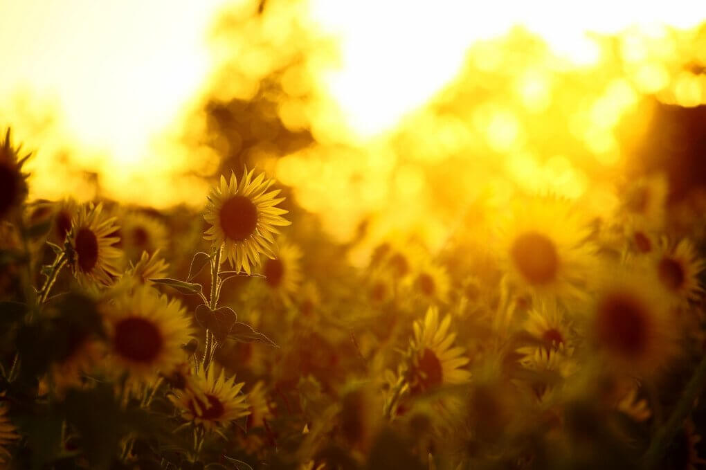 『夕刻の向日葵』イーサさん