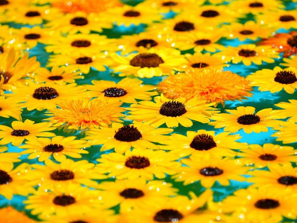 『ひまわり』kei^_^さん