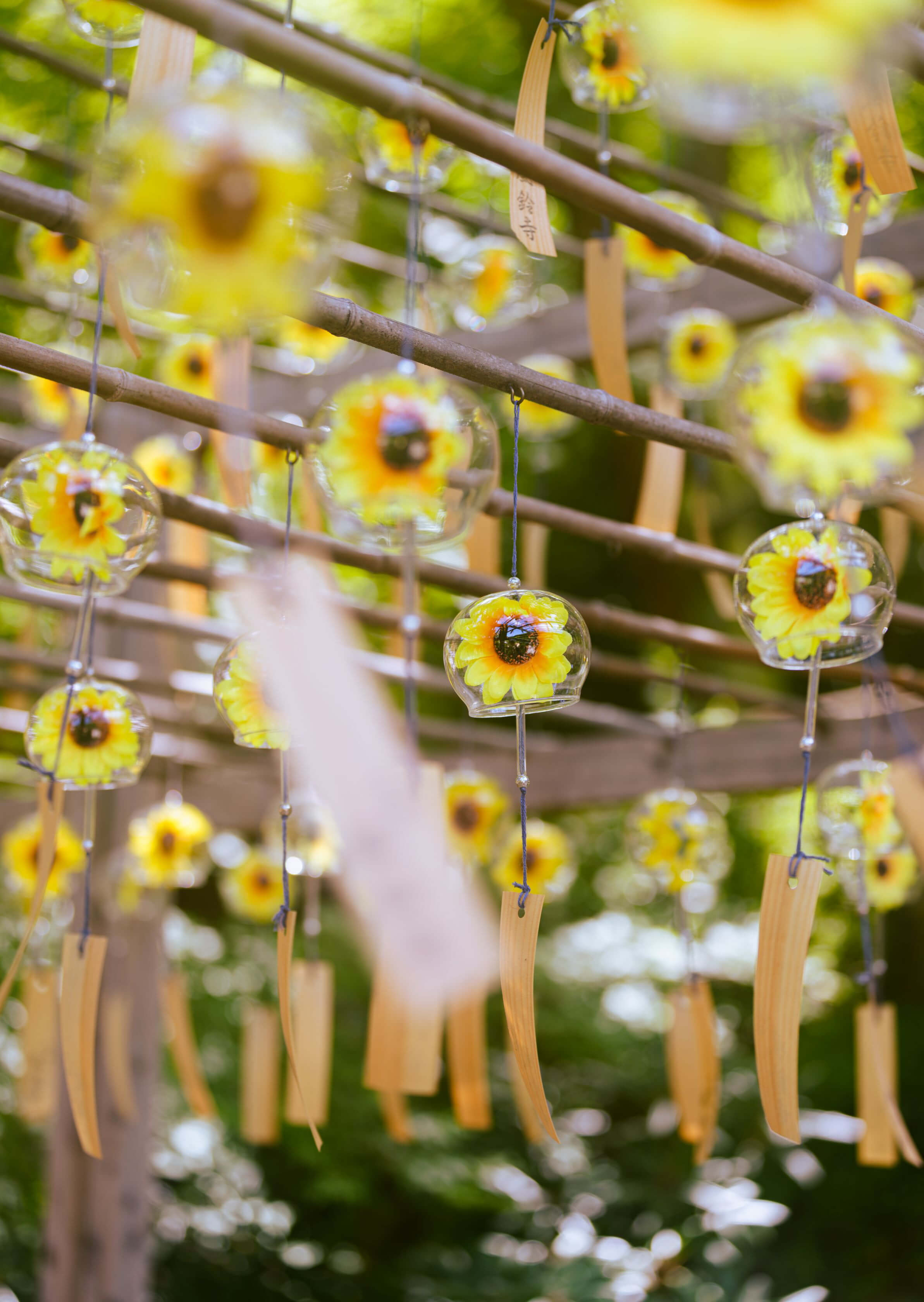 『向日葵の音』ぜのさん