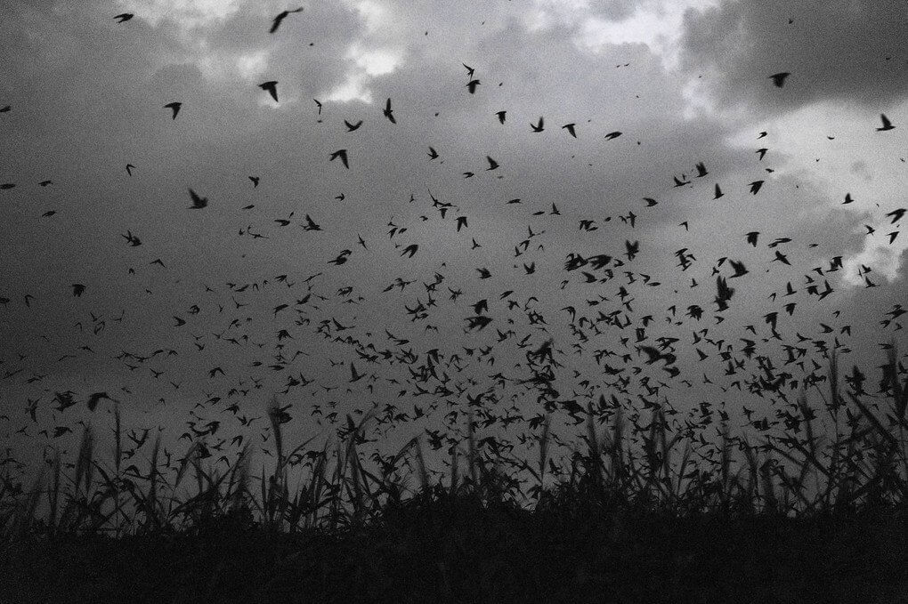 『ヨシ原に集まりねぐらをとるツバメ』ゆめちゃんさん