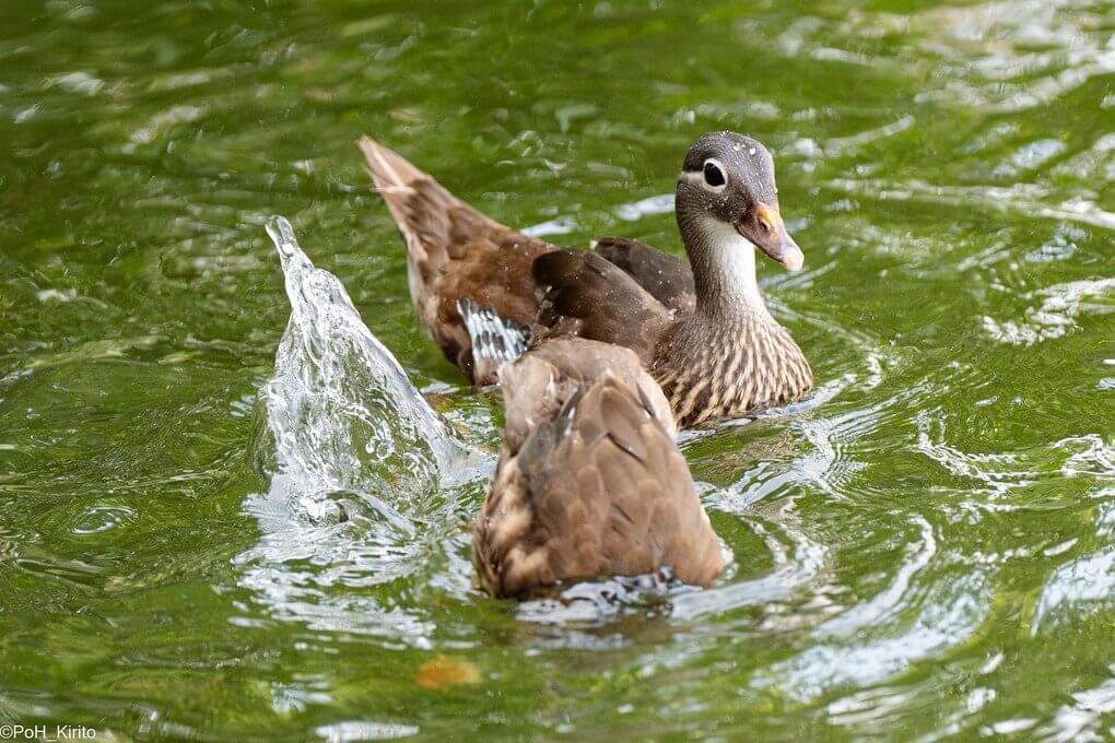 『食事だ!』PoH_Kiritoさん