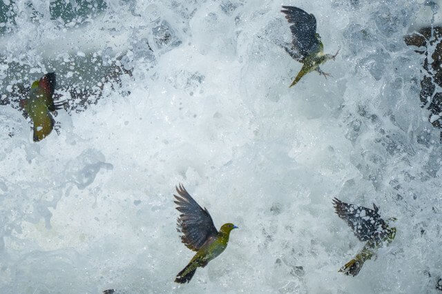 『アオバトさん #3』たかっちゃんαさん