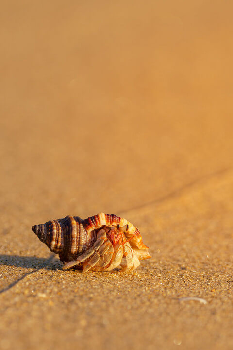 『夕日に染まる』まさ/Masaさん