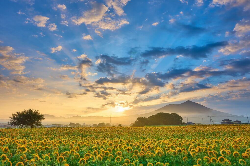 『Sunflower Morning』望遠魚眼さん