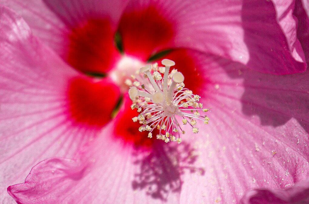 『木槿』にゃおんさん