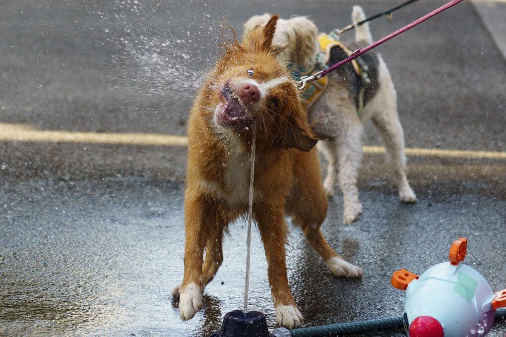 『ロケットより水が好き』しょうこおもてうらさん