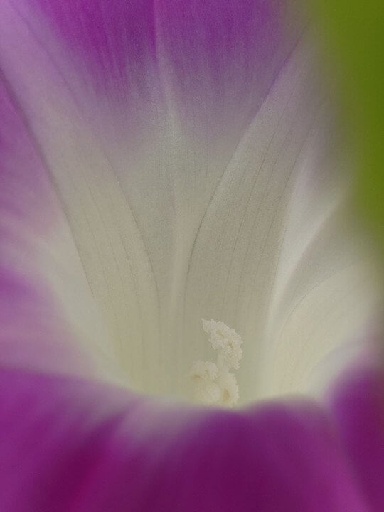 『あさがお』ももにゃんさん