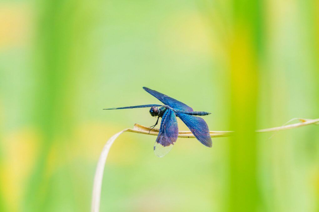 『チョウトンボ』千花さん