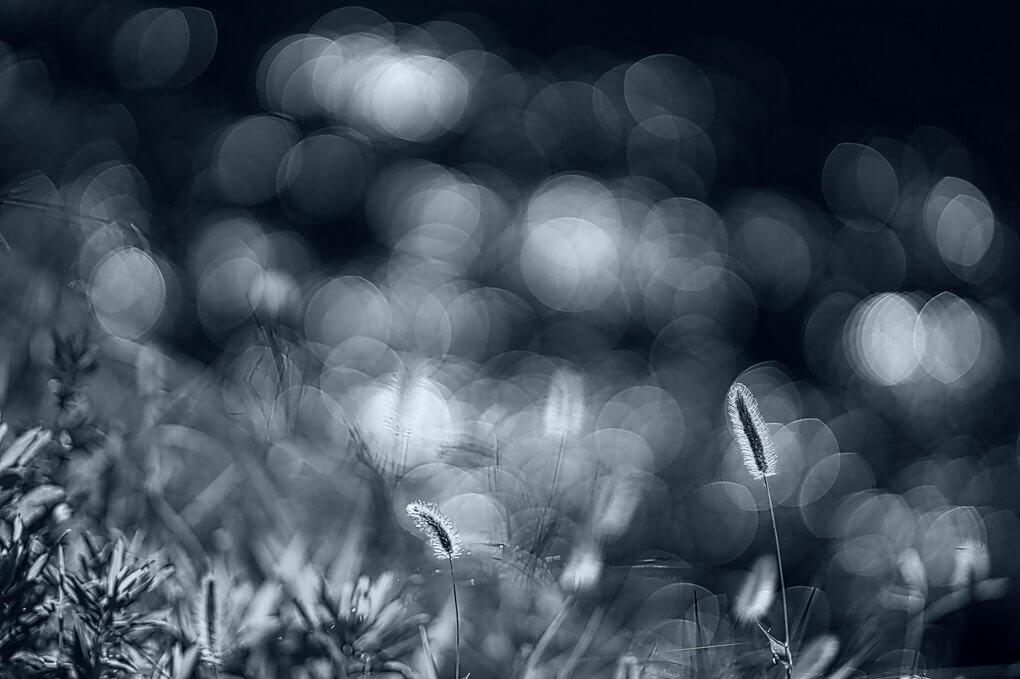 『狗尾草の詩』sandancepopさん