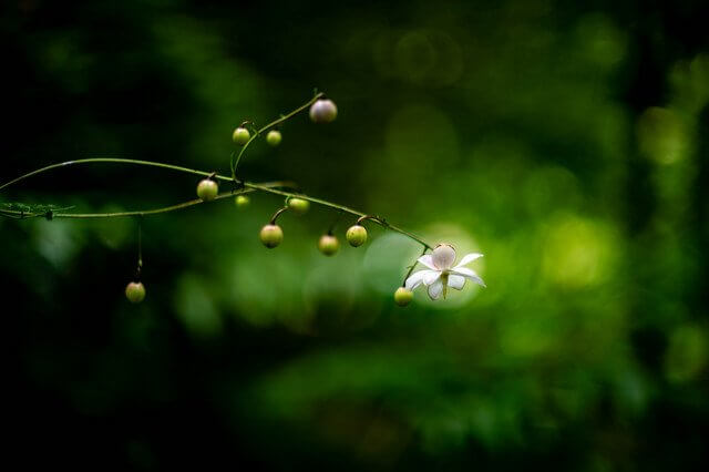 『小さな妖精』やもちゃんさん