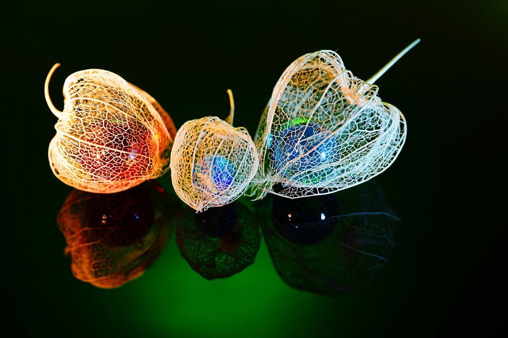 『ほおずき三兄弟』ひろひろさん