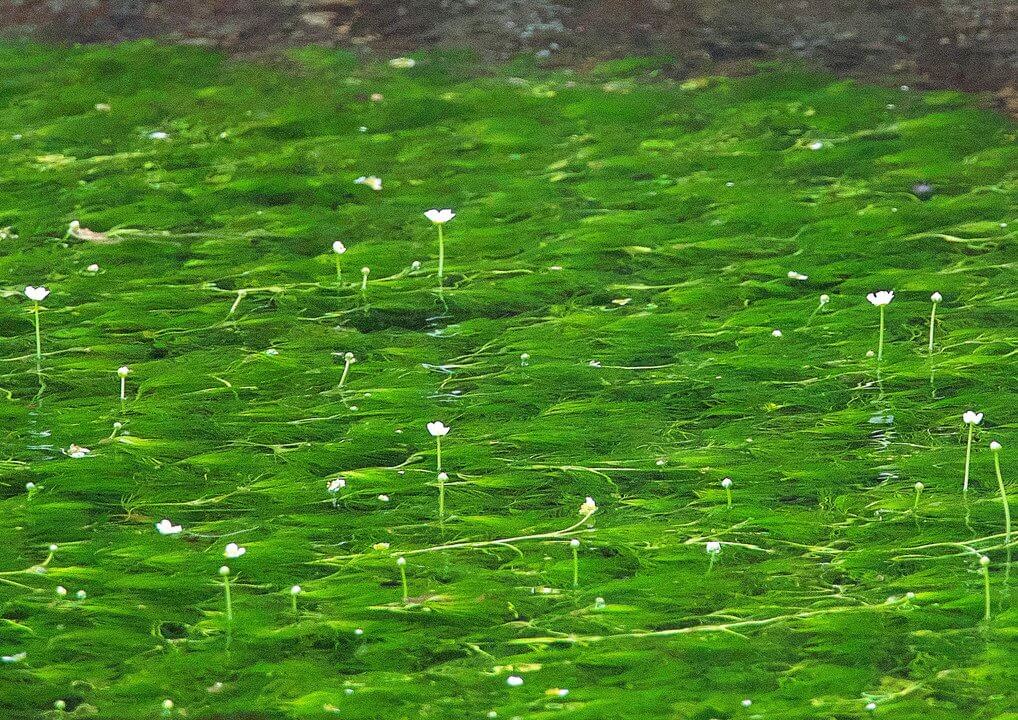 『清流、地蔵川』kinokuniさん