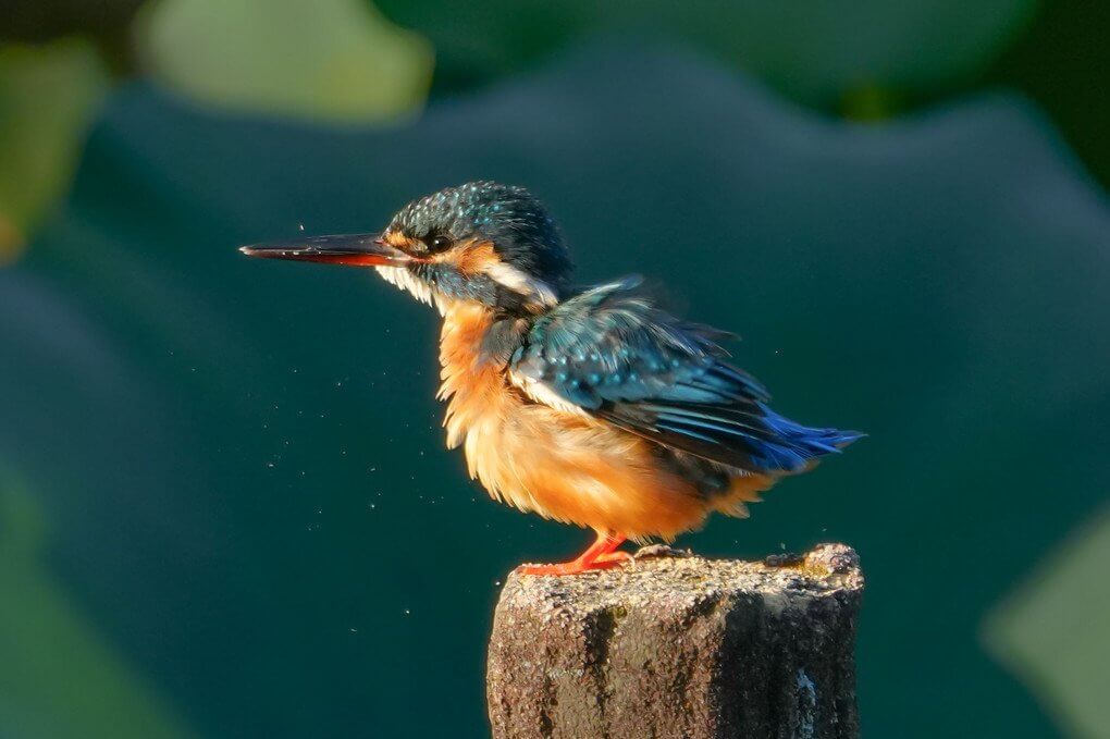 『可愛くプルプルするカワセミ』タカピさん