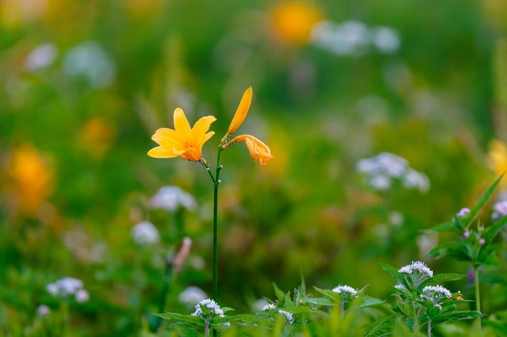 『高原に咲くニッコウキスゲ』タケちゃんさん