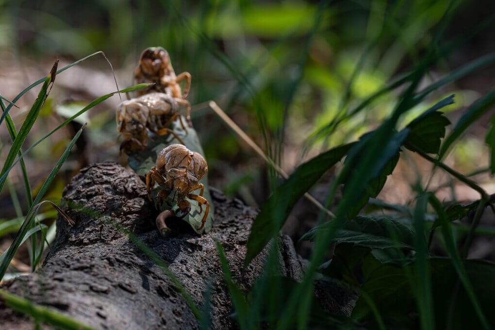 『3兄弟の轍』Crystalbowieさん