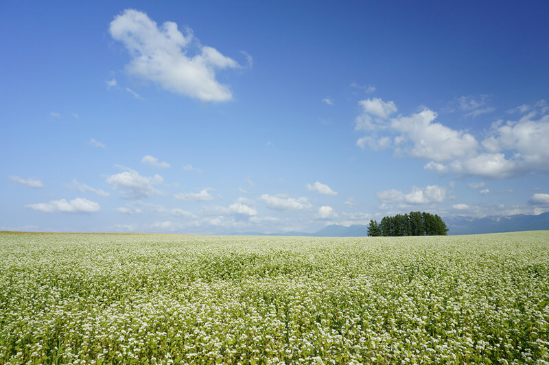 風景をダイナミックに写す
