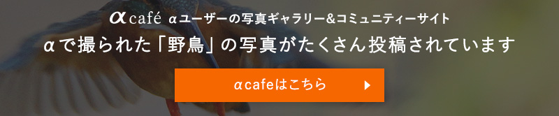 αで撮られた「野鳥」の写真がたくさん投稿されています