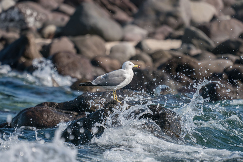 作品名「岩うつ波にも動じず（ウミネコ）」