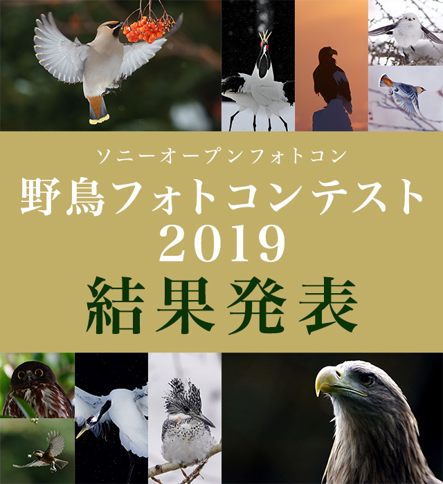 ソニーオープンフォトコン 野鳥フォトコンテスト2019 結果発表