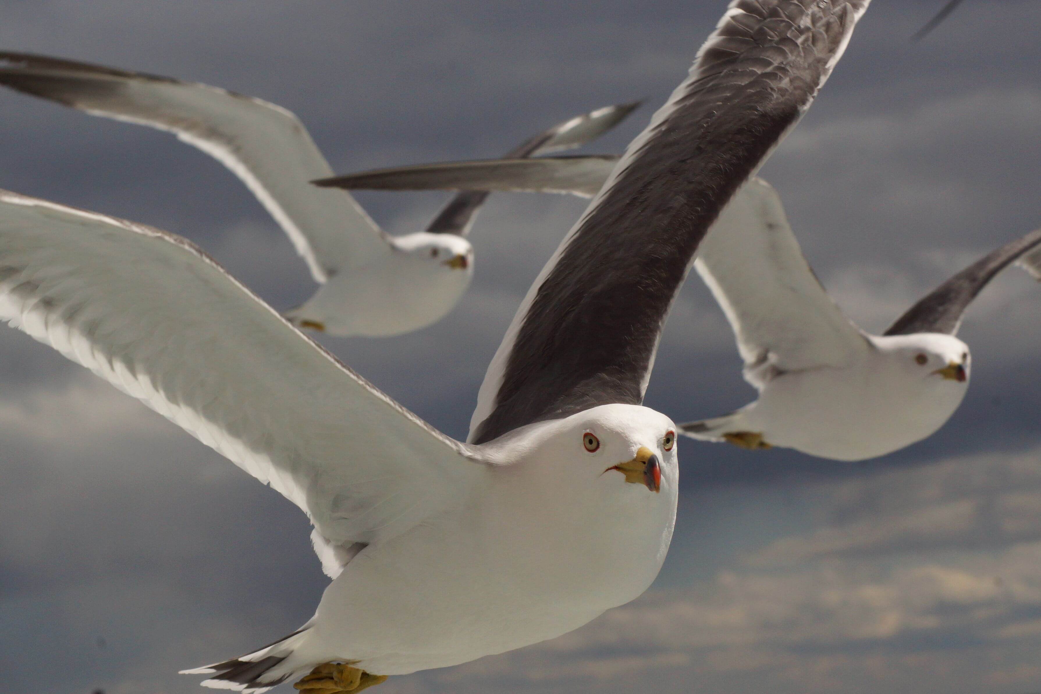 さぁ　一緒に行こう！