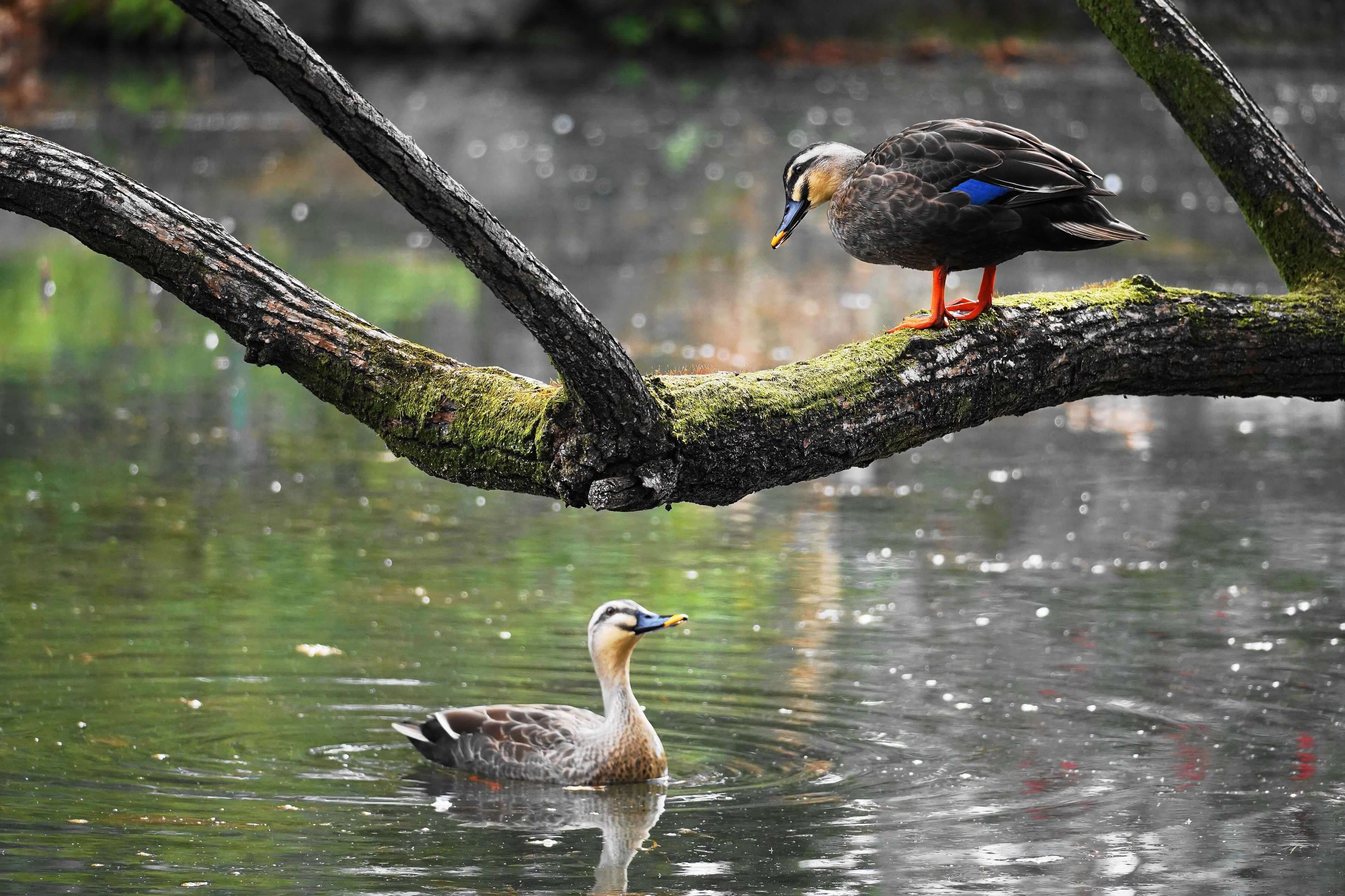 さぁ、近くにおいでよぉ