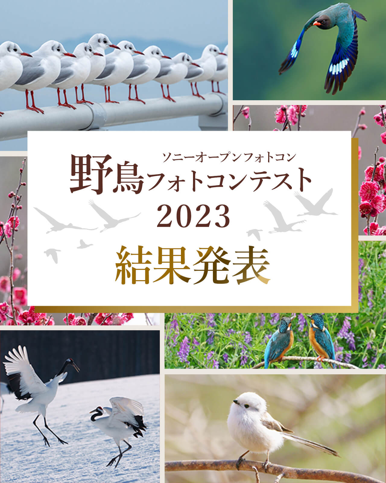 ソニーオープンフォトコン 野鳥フォトコンテスト2023 結果発表