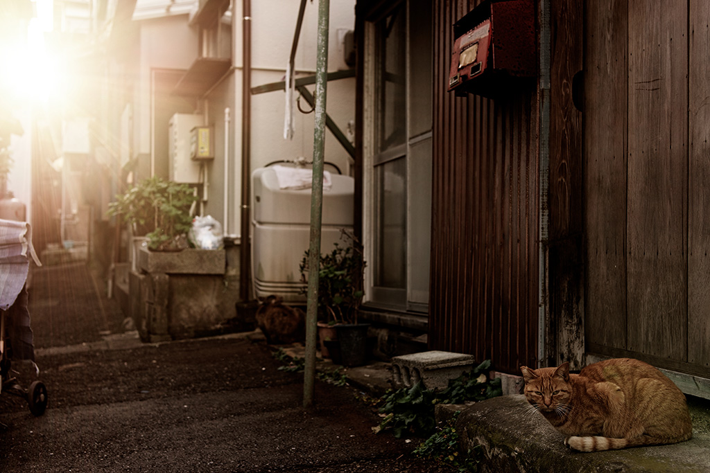 「明日こそ。」おやかたさん