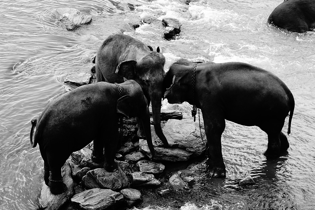 「スリランカ、象の孤児院での一コマ」bushiさん