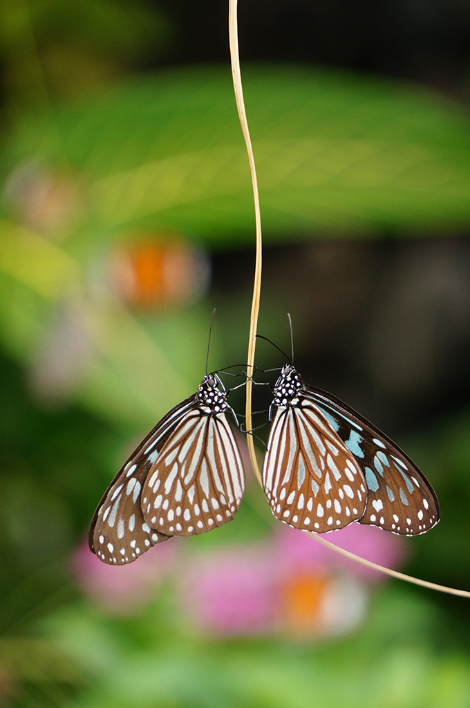 「Twins」LuLuさん