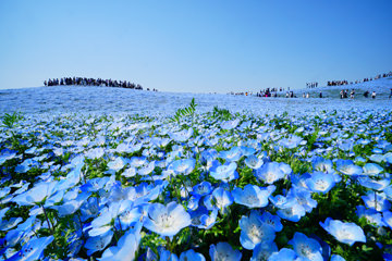 「ネモフィラハーモニー」 おにぎりさん