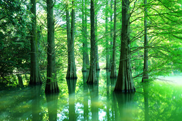 「緑の国へようこそ」 夢月さん