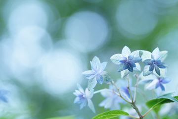 「青く、煌くとき」 nyantaさん