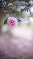 「乙女の祈り」 しのしのさん