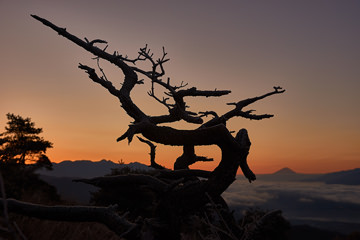 「富士山に龍が舞う」 "や"さん