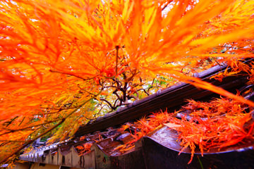 「軒下の秋」 ぴょんたさん