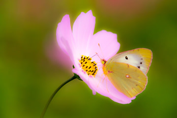 「天使の休息」 ３台目のアルファさん