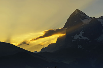 「アイガーの叫び」 エーデルワイスさん