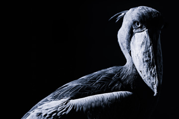 「視線」 Mitchさん