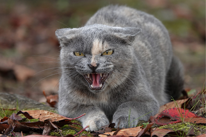 もう許さない！