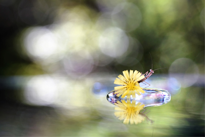 ひょっこりはん