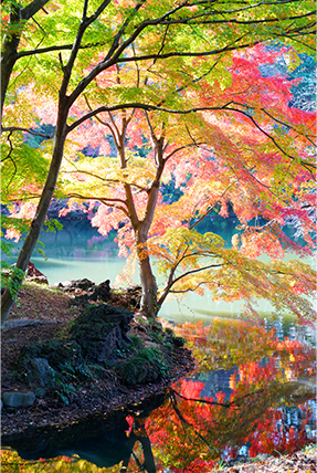 都心でも観れる紅葉