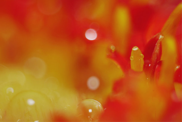 花の中に見つけた妖精